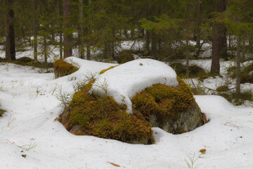 Obraz na płótnie Canvas Pine forest with boulders at winter season