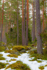 Pine forest with boulders at winter season