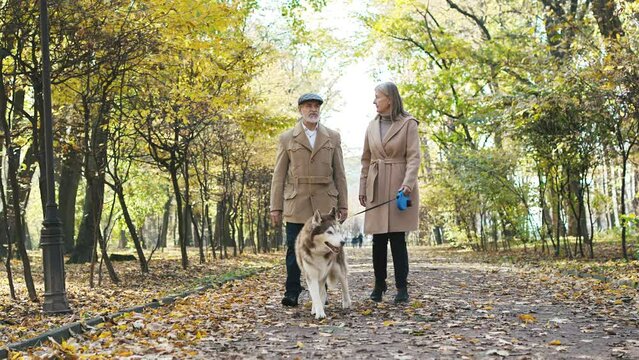 Couple of old elegant grey-haired bearded man walking with older cute woman in park in autumn. Senior grandpa and grandma walking husky dog. Lovely couple concept.
