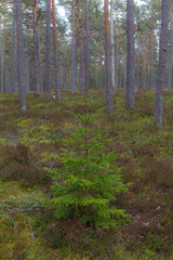 Fir tree in the pine forest. Autumn season.