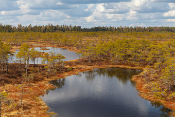 Fototapeta na wymiar Swamp with lakes, bog in Estonian nature reserve.