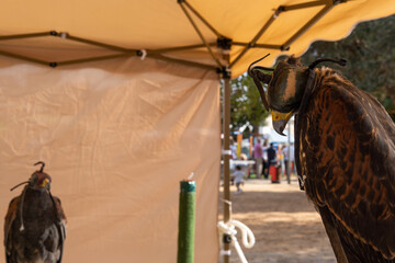 Exhibition of Mallorcan falcons