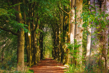 Forest trees with sidewalk of fallen leaves. Nature green wood in Amstelveen, Netherlands with lovely sunlight backgrounds. Soft sunlight, sunbeams through trees branches,  Green forest landscape.  - obrazy, fototapety, plakaty