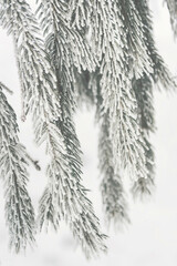 Conifer twigs covered with snow