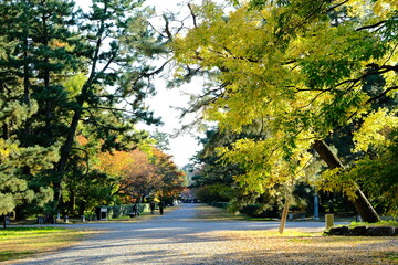 京都御所，秋，紅葉，京都，日本，風景, ，旅行， 建築，自然，木，背景，黄色，庭, ，光，観光スポット, 建築, 公園, 自然, 通り, 観光