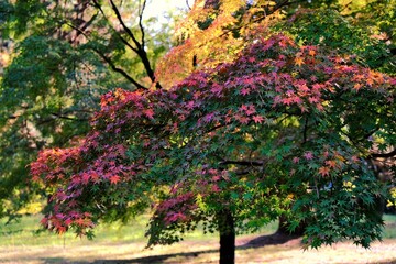 京都御所，秋，紅葉，京都，日本，風景, ，旅行， 建築，自然，木，背景，黄色，庭, ，光，観光スポット, 建築, 公園, 自然, 通り, 観光