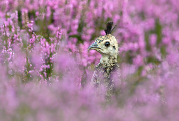 Close up of a Peachick in pink heather