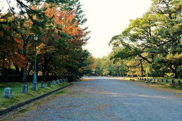 Naklejka premium 京都御所，秋，紅葉，京都，日本，風景,，旅行， 建築，自然，木，背景，黄色，庭,，光，観光スポット