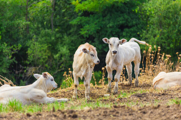 Cow is resting on a background of hilly landscape