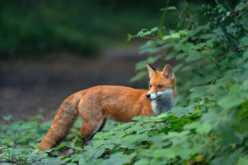 Close up of a Red fox standing in a forest