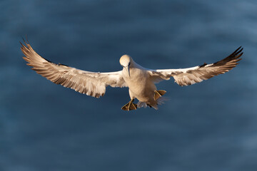 Close up of a Northern gannet in flight against blue sky