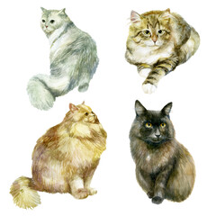 Watercolor illustration, set. Images of cats. Black, beige, white and striped fluffy cats.