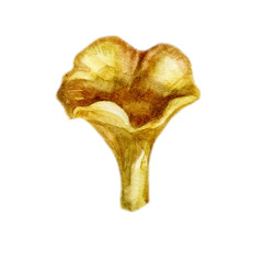 Watercolor illustration, image of a mushroom. 