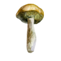 Watercolor illustration, image of a mushroom.  - 545657325