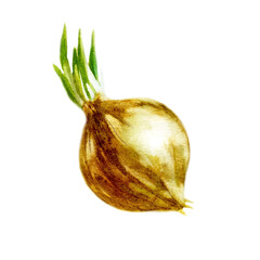 Watercolor illustration. Onion. Bulb plant painted in watercolor.