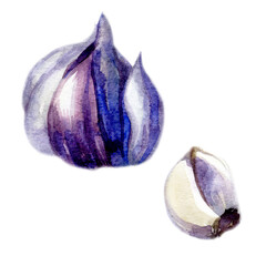 Watercolor illustration. Garlic. Head of garlic. Watercolor drawing of vegetables. - 545657351