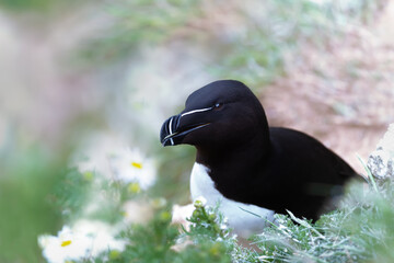 Close up of a Razorbill nesting on a cliff