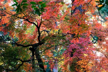 京都御所，秋，紅葉，京都，日本，風景,，旅行， 建築，自然，木，背景，黄色，庭,，光，観光スポット