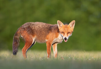 Close up of a red fox standing in a meadow in summer