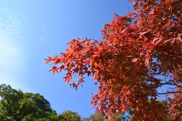 モミジ、紅葉