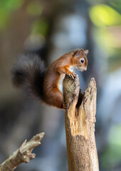 Close up of a Red squirrel perched on a tree trunk