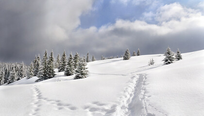 Winter landscape of mountains with of fir tree forest and glade in snow with path before forthcoming snow windstorm during snowfall. Carpathian mountains