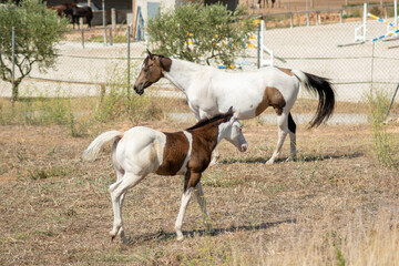 Naklejka na ściany i meble white horses with brown spots on his farm