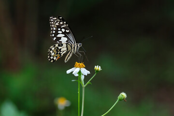 butterfly on a flower