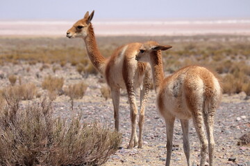 Wild Vicuna group, Vicugna vicugna, at Gran Salar, Argentina, South America.