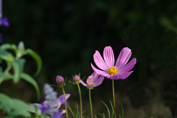 Close-up shot of a light purple cosmos flower in full bloom in sunlight on a blurred background.