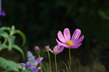 Fototapeta premium Close-up shot of a light purple cosmos flower in full bloom in sunlight on a blurred background.