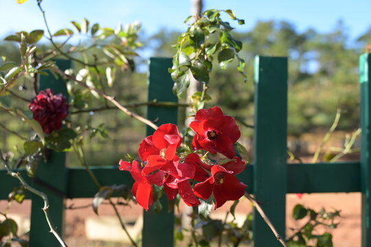 The backdrop was made up of wild roses climbing the fence and the house wall