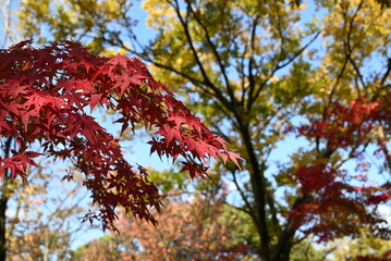 紅葉
