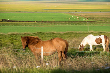 Naklejka na ściany i meble Icelandic horses in the countryside of southern Iceland. These horses are unique for Iceland and display a typical gait called tölt.