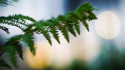 Macro de feuilles de fougères photographiées pendant le crépuscule