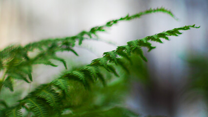 Macro de feuilles de fougères photographiées pendant le crépuscule