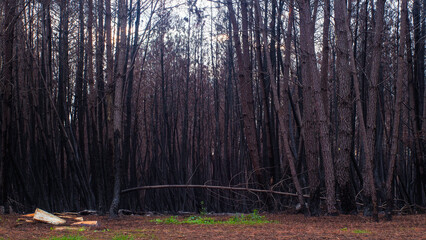 Forêt de pins calcinée, après le passage des incendies de l'été 2022, à proximité de Belin-Beliet, en Gironde