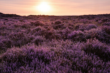 Beautiful late Summer sunrise in Peak District over fields of heather in full bloom around Higger...