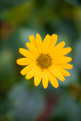 yellow flower heliantus Occidentalis with blur background 
