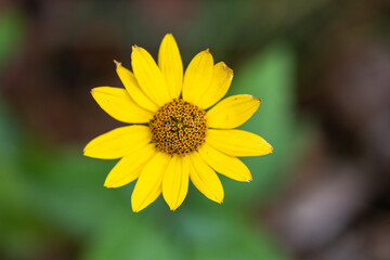 yellow flower heliantus Occidentalis or Cota tinctoria with blur background 