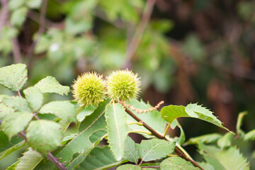 Fruits of the chestnut tree in the Aracena Mountains, Huelva, Andalucía, Spain