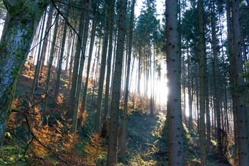 Light rays in forest