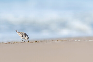 A Sanderling (Calidris alba) in the beach of the Ebro Delta