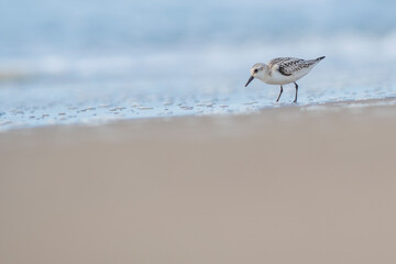 A Sanderling (Calidris alba) in the beach of the Ebro Delta
