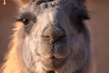 Fototapeta premium Llama face portrait in the afternoon with blurred background