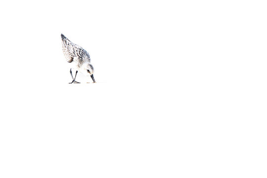 A Sanderling (Calidris alba) in the beach of the Ebro Delta