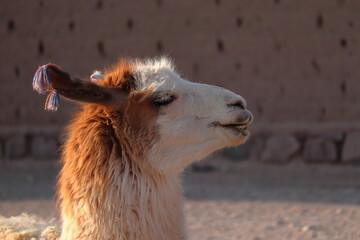 Obraz premium Llama face portrait in the afternoon with blurred background