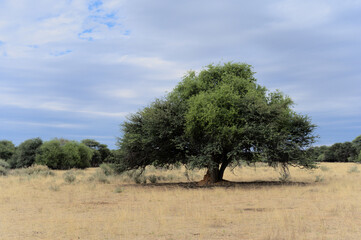 Baum Waterberg Namibia