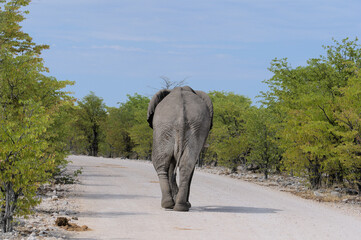 Naklejka na ściany i meble Elefanten Ethosha Nationalpark
