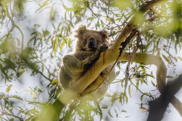 Foto op Plexiglas Male Koala sleeping in a tree. © Brayden